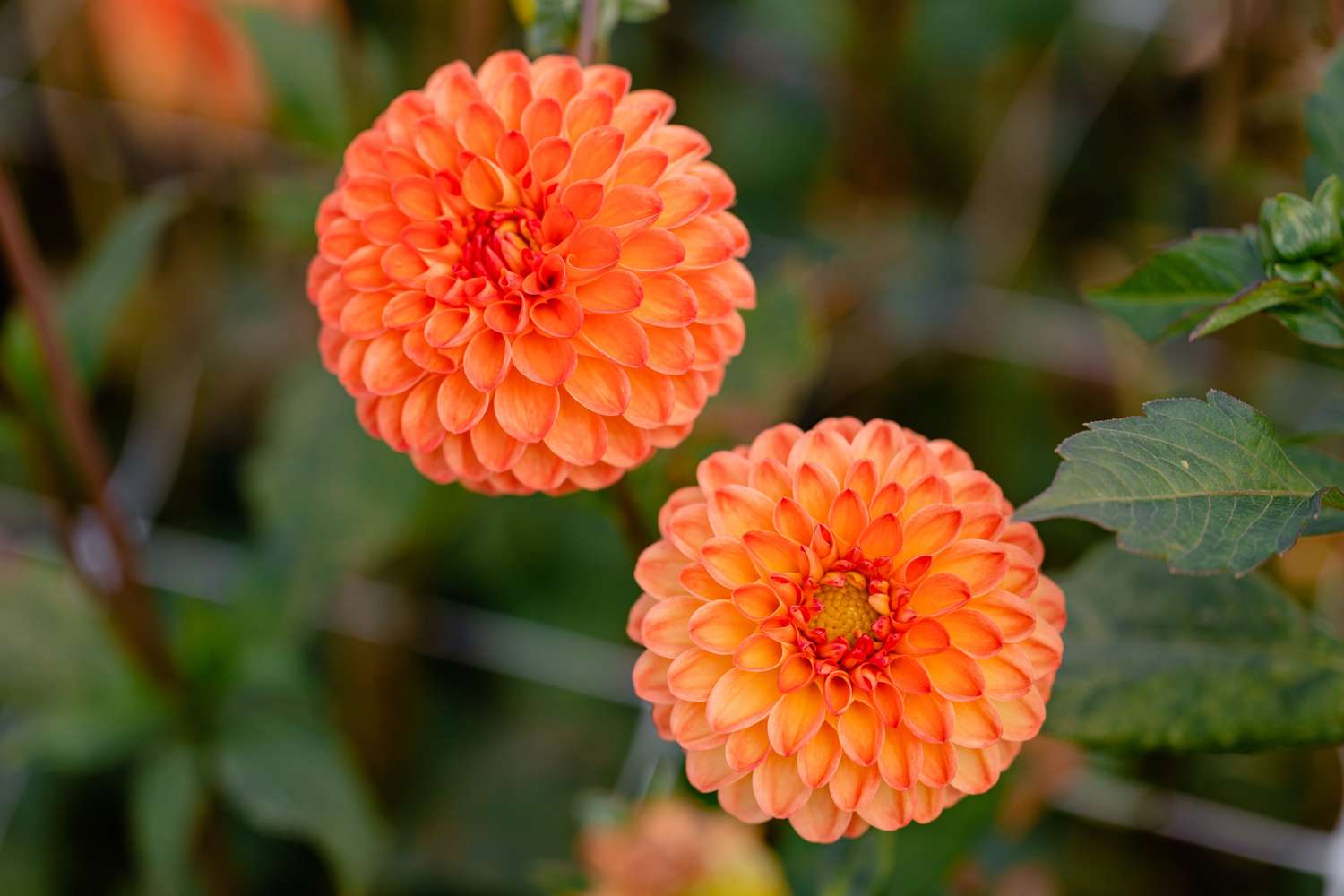 Dahlia 'Souvenir d’Ete'